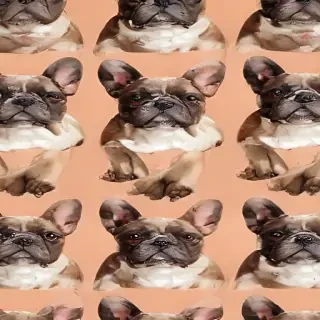 french bulldog background