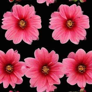 flower black background