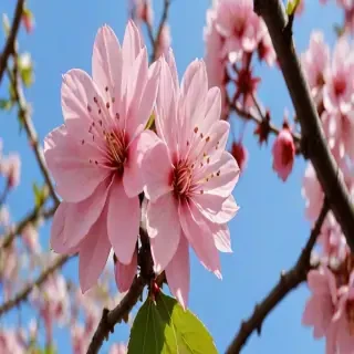 sakura flower