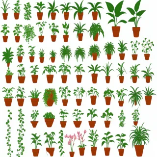plant clipart png