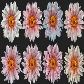 flower clipart no background