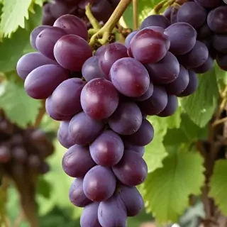 grape png