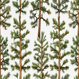 pine tree transparent