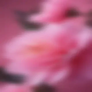 pink wallpapers for iphone