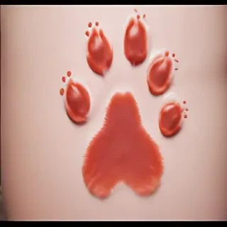 cat paw