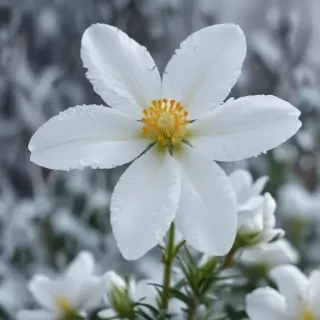 winter flower wallpaper background