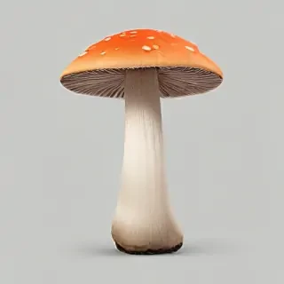 mushroom transparent