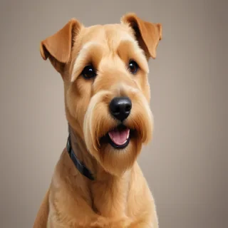 lakeland terrier
