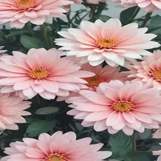 pastel aesthetic flower wallpaper