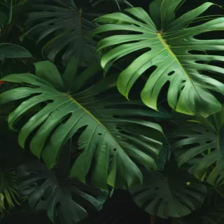 monstera png