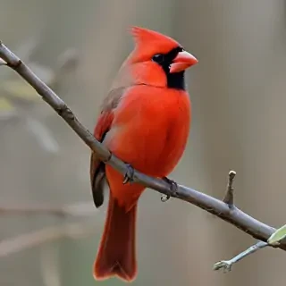 cardinal bird