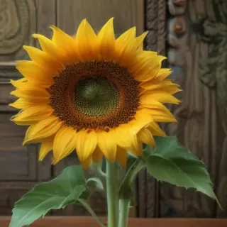lock screen sunflower wallpaper
