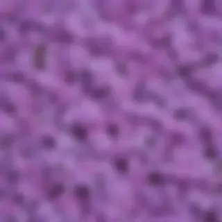 lilac background