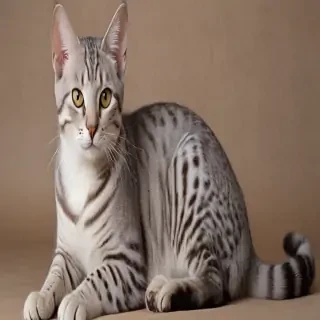 egyptian mau breed