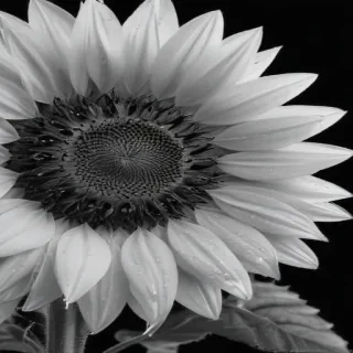 clip art sunflower black and white