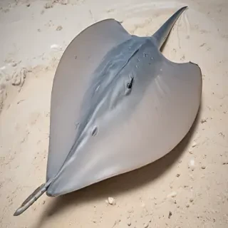 stingray png
