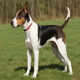 transylvanian hound