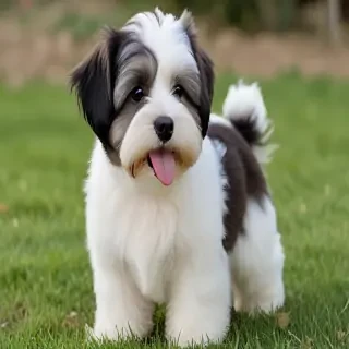 havanese dogs