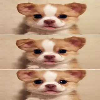 cute and desperate