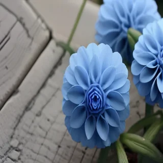 blue flowers