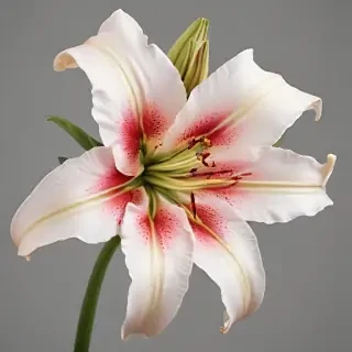 lily flower png