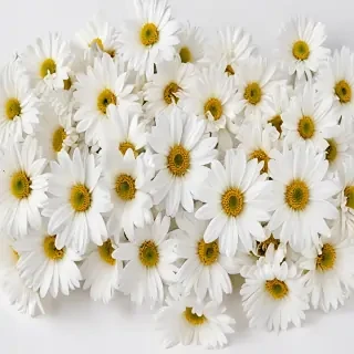 flower white background