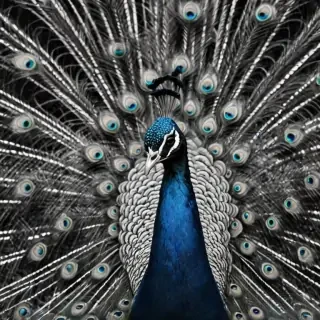 peacock black and white