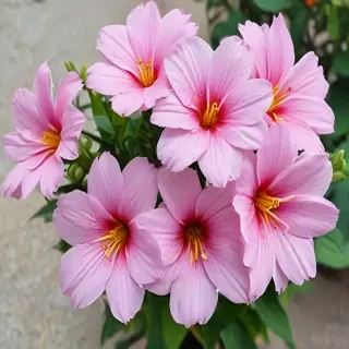 pretty flowers