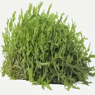 seaweed png