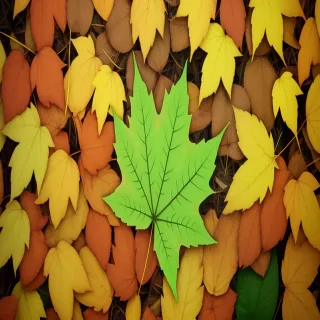 leaves transparent