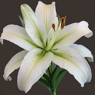 lily flower png