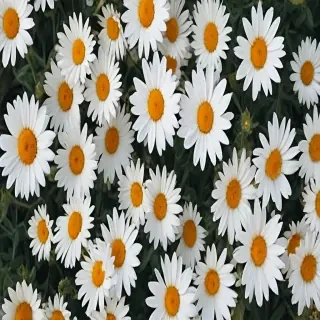 aesthetic daisy wallpaper
