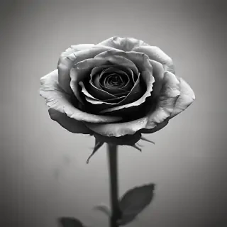 thank you in black and white