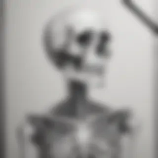 creative skeleton drawing art