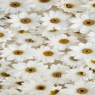 white flowers wallpaper iphone
