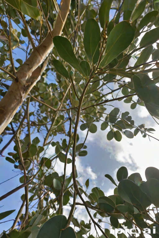 transparent eucalyptus