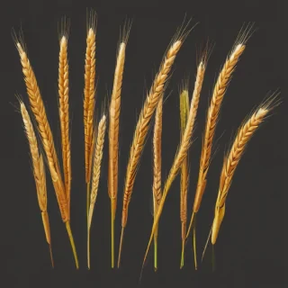 wheat png