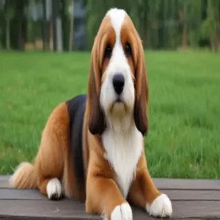 bassetoodle dog breed