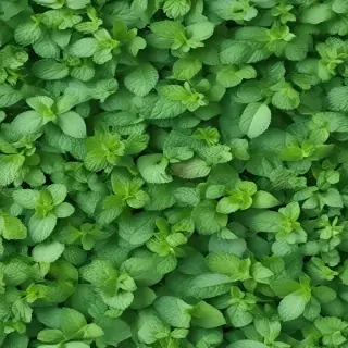 mint background