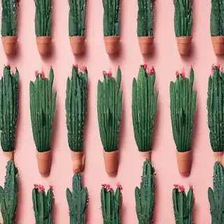 aesthetic cactus wallpaper