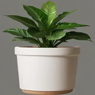 potted plant png