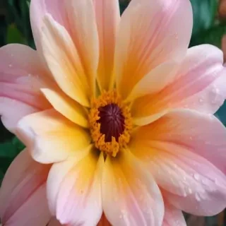 wallpaper iphone flower
