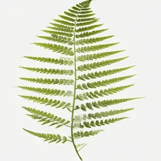transparent fern png