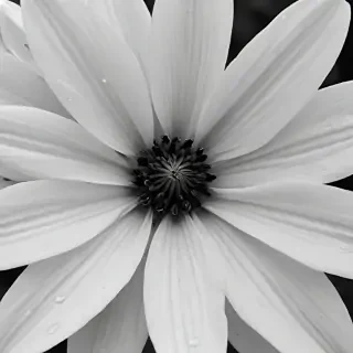 black and white flower