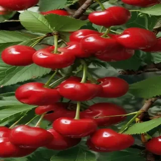 wallpaper cherry