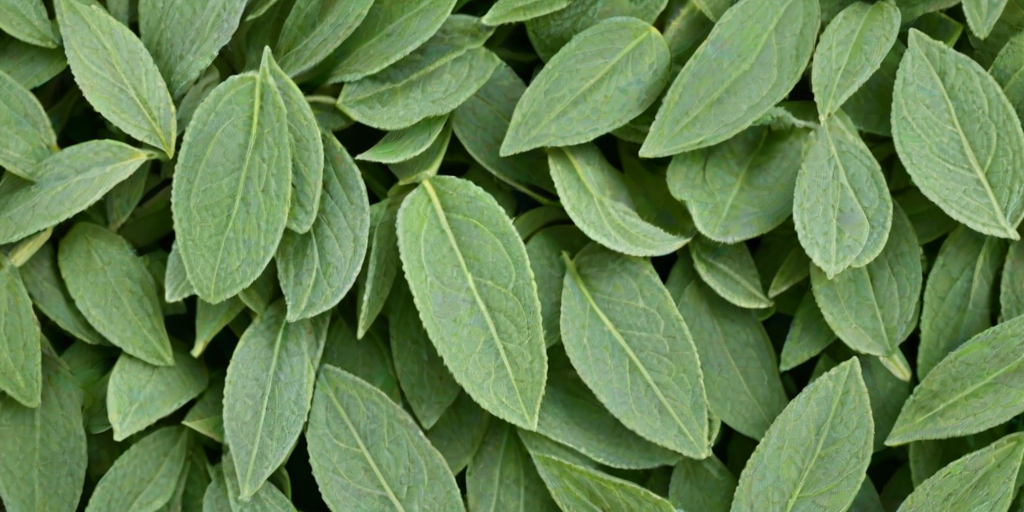 sage green images