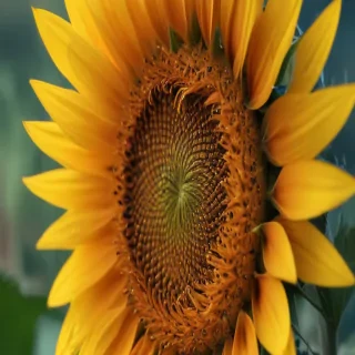 sunflower iphone background