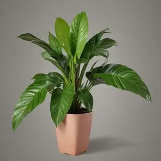 house plant png