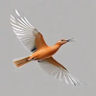 birds flying transparent background