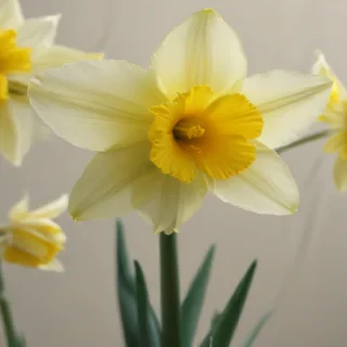 daffodil flower
